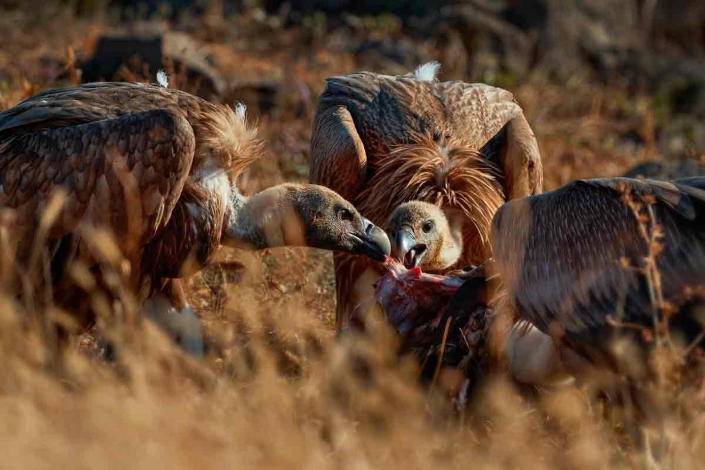 Buitre leonado.