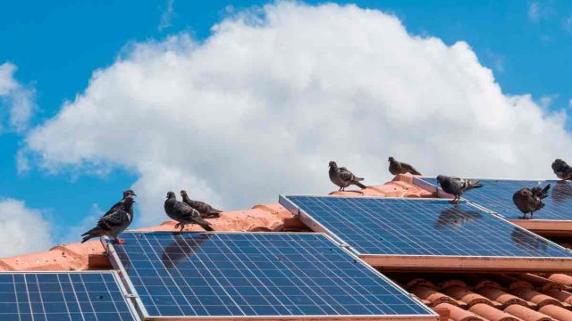 Palomas sobre placas solares.