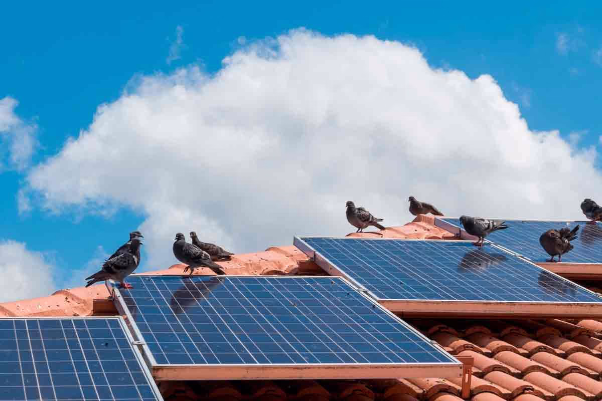 Palomas sobre placas solares.