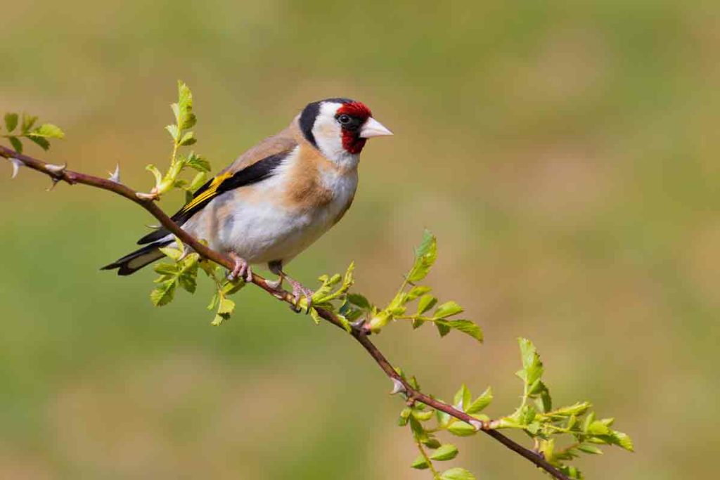 SILVESTRISMO-JILGUERO