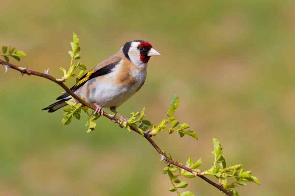 SILVESTRISMO-JILGUERO