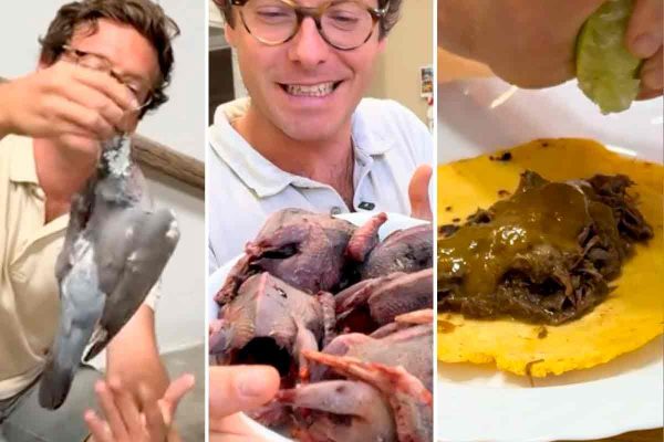 Tacos de paloma torcaz.