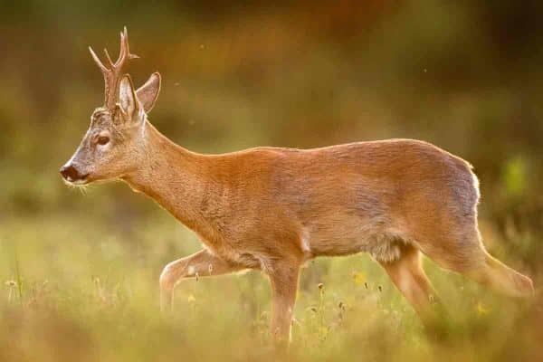 ABUNDANCIA-CORZOS-VALENCIA
