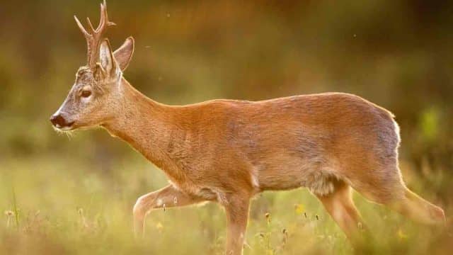 ABUNDANCIA-CORZOS-VALENCIA