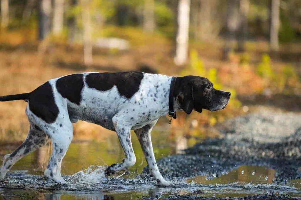 Un perro de caza, de muestra.