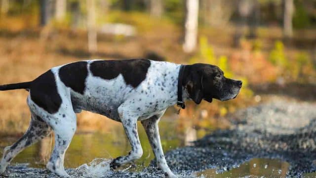 Un perro de caza, de muestra.
