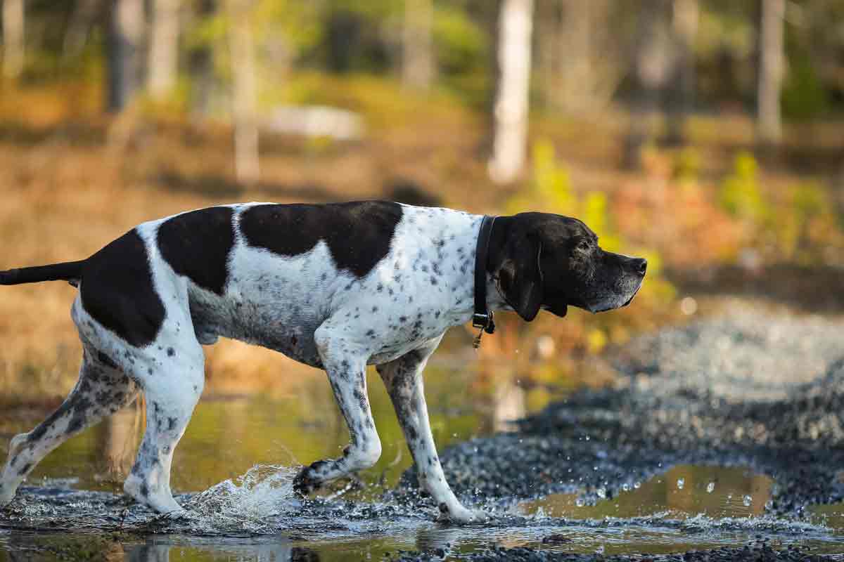 Un perro de caza, de muestra.