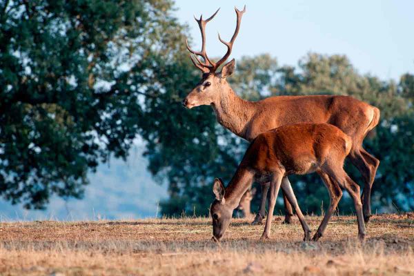 Una pareja de ciervos.