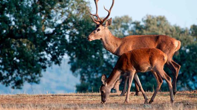 Una pareja de ciervos.