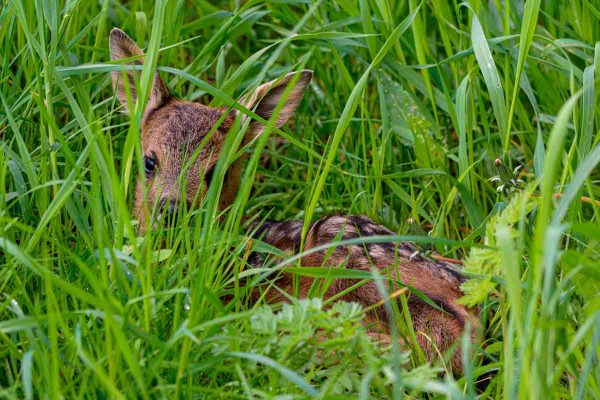 Un corcino oculto en la hierba alta.