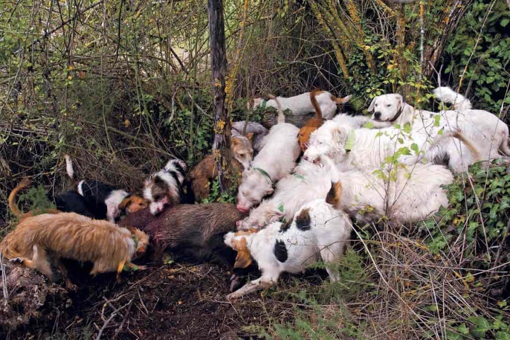 Agarre de jabalí en montería.