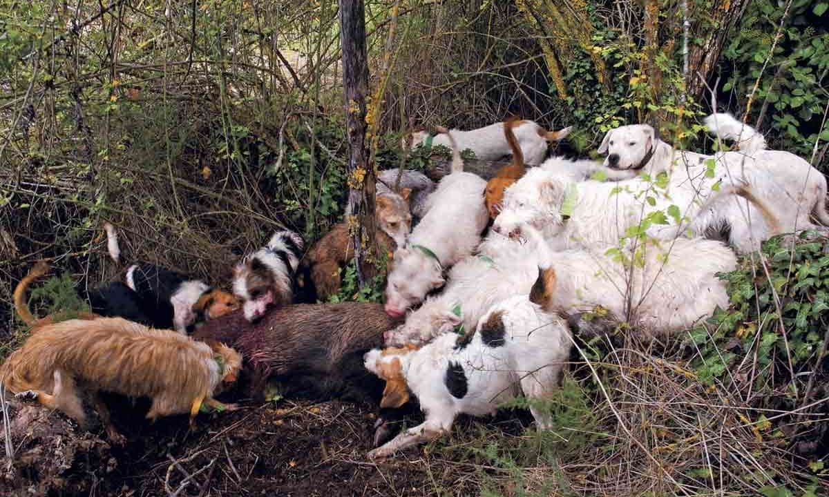 Agarre de jabalí en montería.