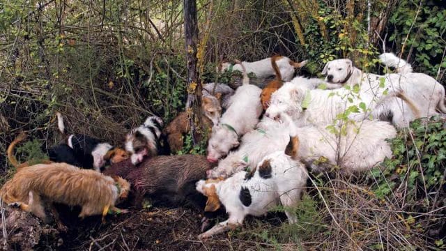 Agarre de jabalí en montería.