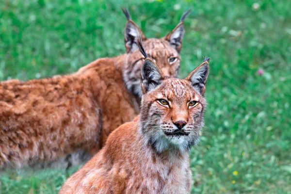 Lince boreal.