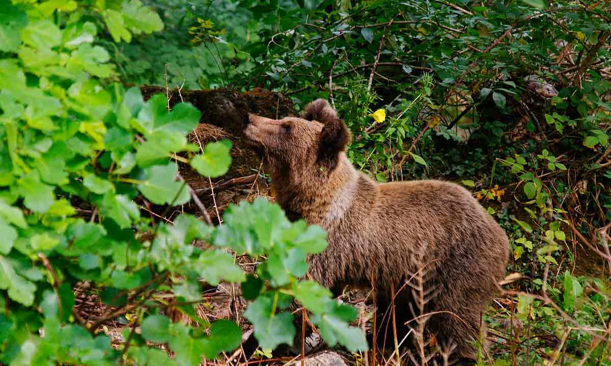 La presencia del oso en Hecho obliga a suspender las batidas.
