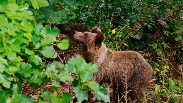 La presencia del oso en Hecho obliga a suspender las batidas.