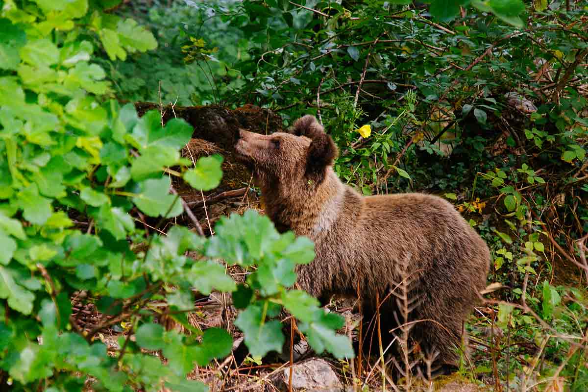 La presencia del oso en Hecho obliga a suspender las batidas.