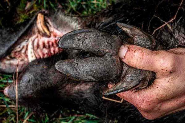 Detalle de la pezuña del jabalí.