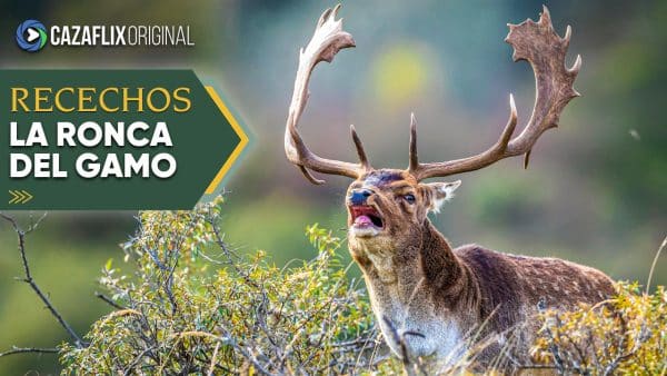 El gamo en ronca en Sierra Morena | RECECHOS Capítulo 4