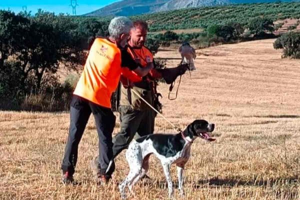 CETRERÍA-CAZA-MENOR-CON-PERRO