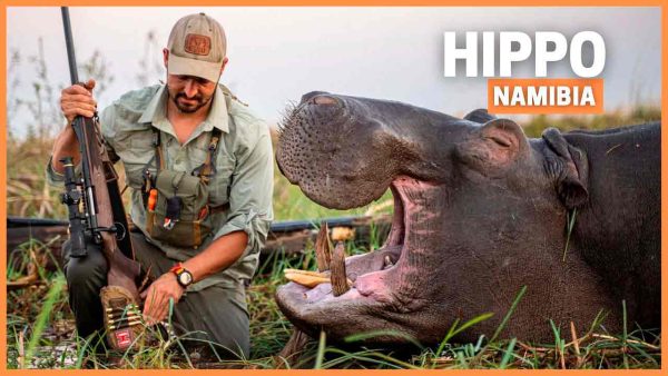 Hipopótamos en Namibia