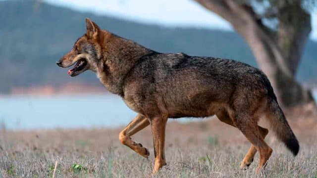 Un ejemplar de lobo ibérico.