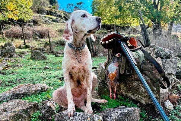 perro-escopeta-pieza