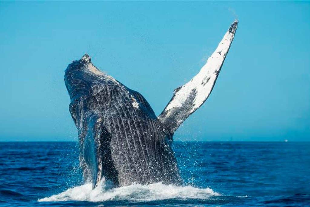 Ballena.