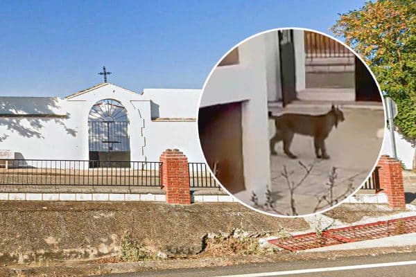 El lince, en el cementerio de Llera (Badajoz).