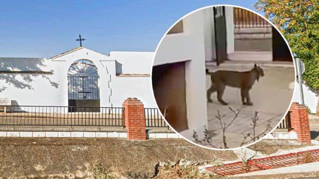 El lince, en el cementerio de Llera (Badajoz).
