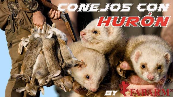 Conejos con hurón con Fabarm