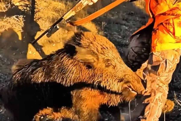 Así es el peligro de un gran jabalí herido cuando decide cargar a corta distancia