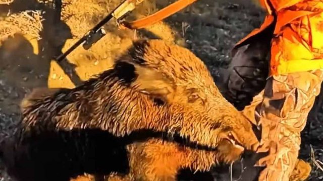 Así es el peligro de un gran jabalí herido cuando decide cargar a corta distancia