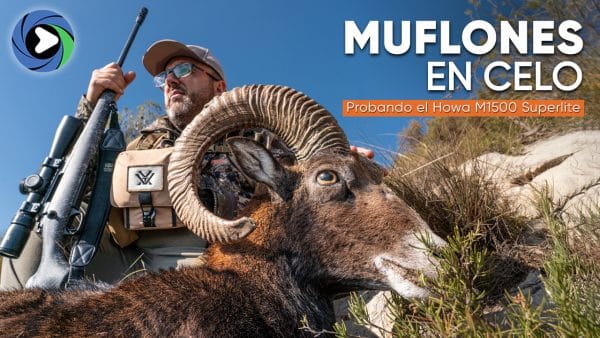 Muflones en celo en Alicante