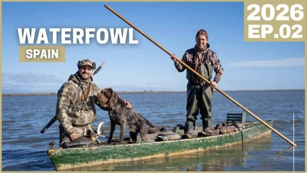 Patos en el delta del Ebro