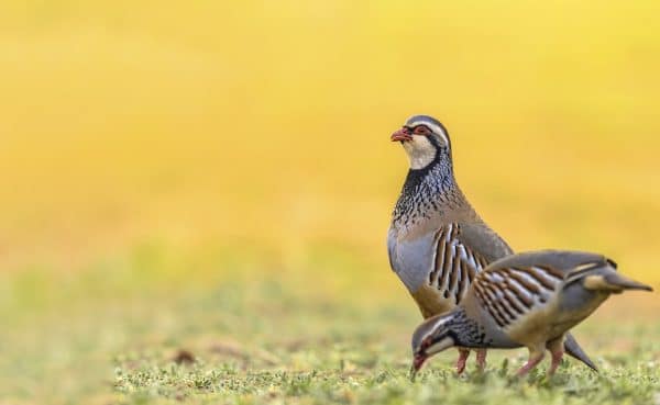 Cazaflix y Mutuasport estrenan «La caza sin filtros», una serie que muestra cómo se ha recuperado la perdiz roja en Almargen