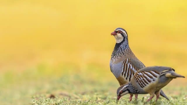 Cazaflix y Mutuasport estrenan «La caza sin filtros», una serie que muestra cómo se ha recuperado la perdiz roja en Almargen