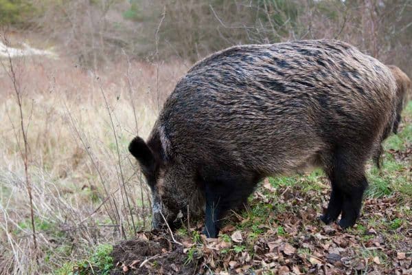 Conejo y jabalí desbordan el campo navarro: agricultores exigen controles urgentes y ayudas ante una plaga sin freno