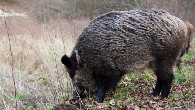 Conejo y jabalí desbordan el campo navarro: agricultores exigen controles urgentes y ayudas ante una plaga sin freno