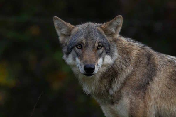 Alemania incluye al lobo en su Ley de Caza para poder controlar ejemplares problemáticos y proteger la ganadería