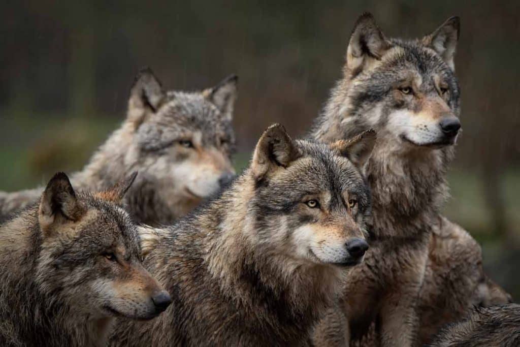 Lobo gris europeo