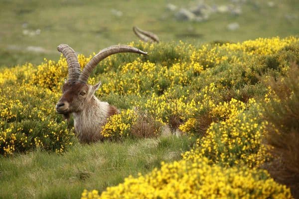 Los propietarios de la Reserva de Gredos-Extremadura alertan del avance del lobo híbrido y exigen medidas urgentes de control