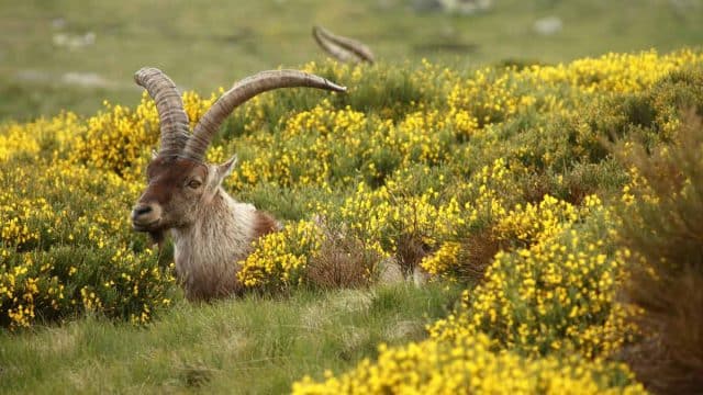 Los propietarios de la Reserva de Gredos-Extremadura alertan del avance del lobo híbrido y exigen medidas urgentes de control