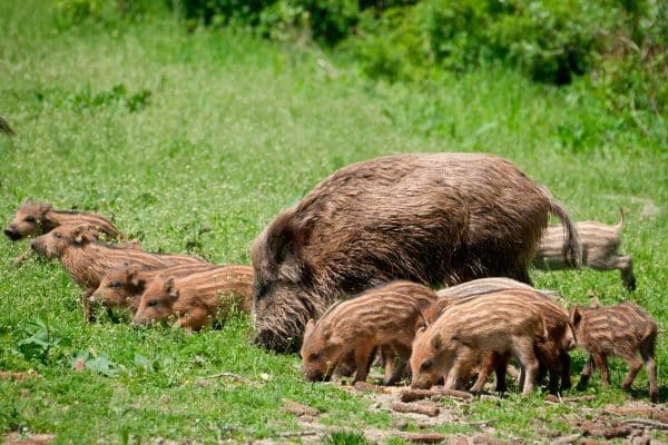 Una hembra de jabalí con su piara.