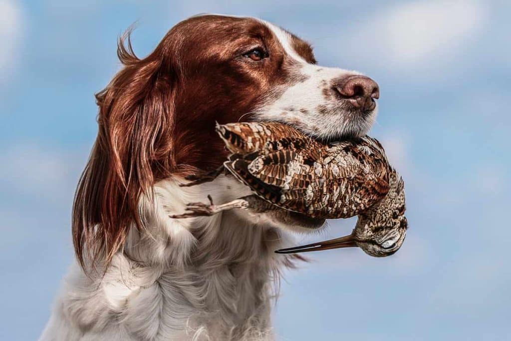 Un perro con una becada.