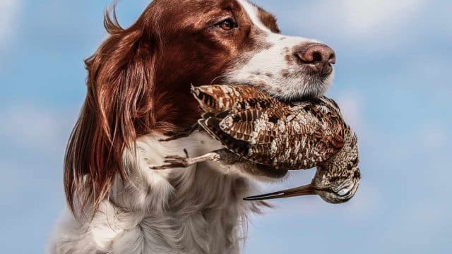 Un perro con una becada.
