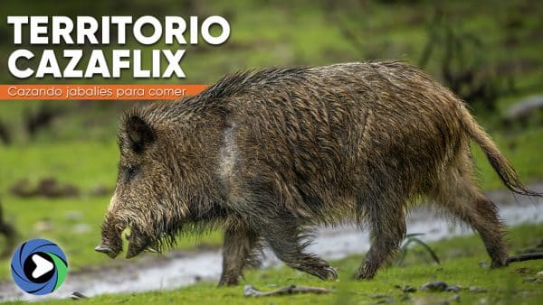 Cazando jabalíes para comer