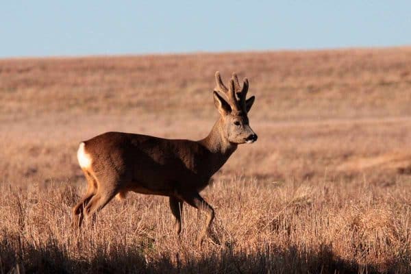 Un corzo con su trofeo con borra.