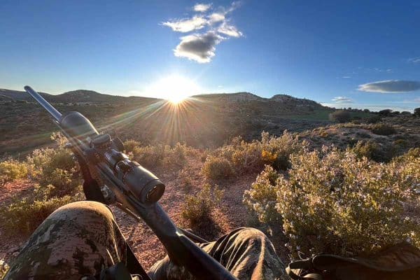 El atardecer en un rececho de corzo.