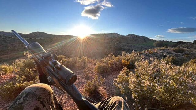 El atardecer en un rececho de corzo.